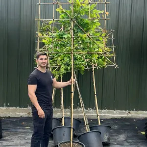 Hornbeam Pleached Tree with Staking Kit - 150cm Stem and 10cm Girth