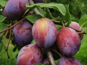 Dwarf Patio Czar Plum Tree, Self Fertile, Ready to Fruit, Good For Cooking or Eating 3FATPIGS