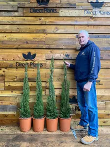 Direct Plants Italian Cypress Tree Cupressus Sempervirens 4ft Tall Large Supplied in a 10 Litre Pot