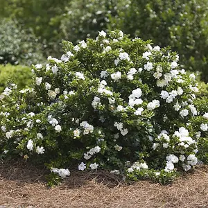 Winter Hardy Gardenia 'Crown Jewel' Flowering Shrub Plant in a 9cm Pot Hardy Shrubs Ready to Plant Out