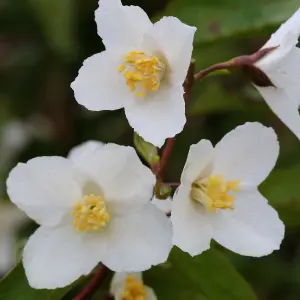 Philadelphus Starbright Garden Plant - Fragrant White Blooms, Compact Size (20-30cm Height Including Pot)