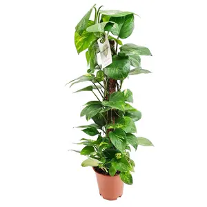 House Plant - Devil's Ivy - Golden Pothos - 12 cm Pot size - 10-20 cm Tall - Epipremnum Pinnatum Aureum - Indoor Plant