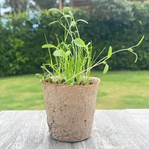 288 x 5cm Eco Round Fibre Biodegradable and Compostable Plant Pots