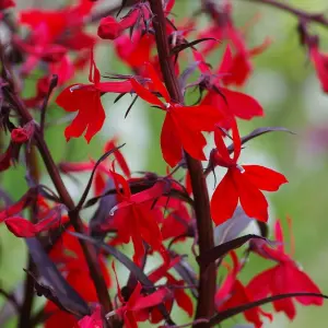 Lobelia 'Queen Victoria' - Pond Plant in 9cm Pot - Marginal Plant