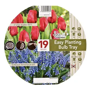 Easy Planting Tray Tulip & Muscari Red & Purple (19 Bulbs) Bee Friendly