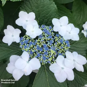 Hydrangea Macrophylla Plant Lanarth White 3 Litre Potted Plant x 1