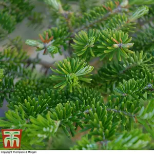 Abies Korean Fir Tree - 2 Bare Root Plants