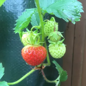 Greena Reusable Strawberry Planter Bag