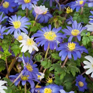 Anemone Blanda Mixed 100 Bulbs