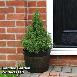 Rosemary Christmas Tree (Pyramid) 15cm Pot x 1 (Height 30-40cm)