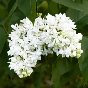 French Lilac Syringa vulgaris Madame Lemoine in a 17cm Pot