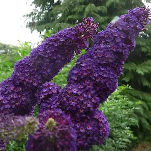 3 Buddleia davidii 'Black Knight' in 2L pot Buddleja Butterfly Bush