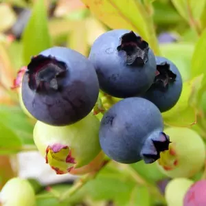 Vaccinium Goldtraube Plant - Abundant Berries, Compact Size, Cold-Hardy (10-30cm Height Including Pot)