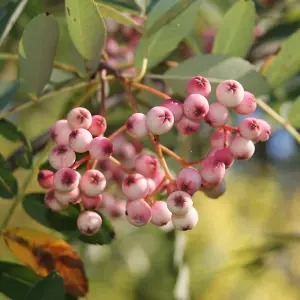 Sorbus Hupehensis Tree - Pink Hupeh Mountain Ash, Pink Berries, White Flowers, Hardy (5-6ft)