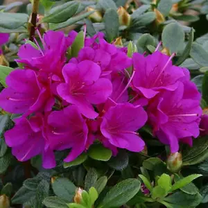 Azalea Purple Plant - Vibrant Blooms, Compact Size, Hardy (20-30cm Height Including Pot)