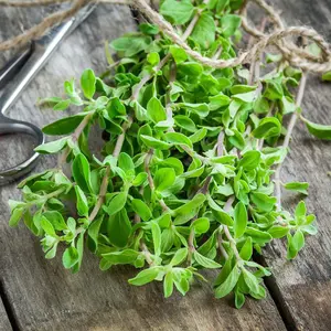 Herb Marjoram Sweet 1 Seed Packet (750 Seeds)