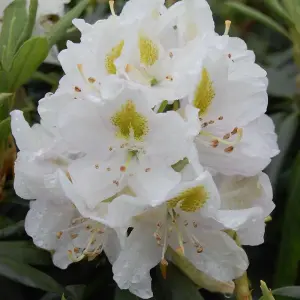 Madame Masson Outdoor Shrub Plant Rhododendron Garden Tree Bush 2L Pot