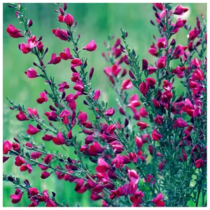 3 Red Broom Cytisus x boskoopii Boskoop Ruby Plants in 9cm Pots, Stunning Flowers 3FATPIGS