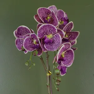 Orchid Arrangement in Pot