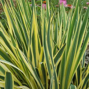 Yucca Bright Edge Garden Plant - Striking Foliage, Compact Size (20-30cm Height Including Pot)