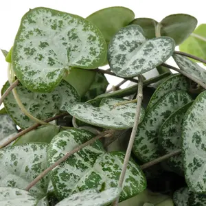 Ceropegia linearis woodii - String of Hearts in 12cm Pot - Trailing Indoor Plant