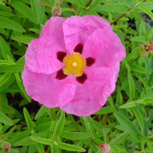 Rock Rose Outdoor Shrub Plant Cistus x Purpureus 2L Pot