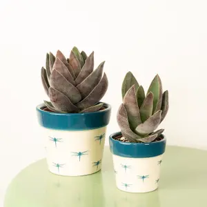 House Plant - Silver Dollar Plant - Lotus - 8 cm Pot size - 10-20 cm Tall - Crassula Garnet Lotus - Indoor Plant