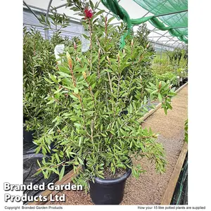 Red Callistemon Laevis - Large 15 Litre Potted Plant x 1 - Sun Loving Shrub