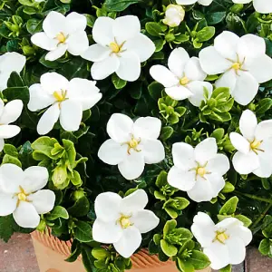 Gardenia 'Kleim's Hardy' in a 9cm Pot