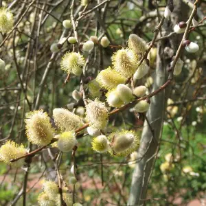 Salix caprea Pendula Tree - Kilmarnock Willow, Hardy, Low Maintenance (5ft Stem)