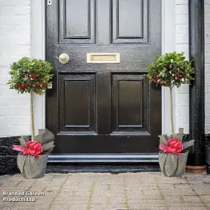 2 Holly Trees -  'Green Alaska' Standard - 2 Litre Potted Plant x 2 - Evergreen - Easy Care - Festive Doorstep