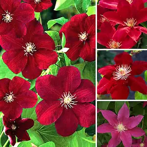 Clematis Red Plant - Vibrant Red Flowers, Climbing Vine, Attracts Pollinators (20-30cm Height Including Pot)