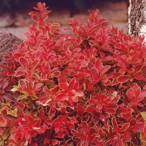 Berberis Thunbergii Admiration 3.6 Litre Potted Plant x 1