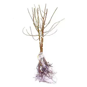 Mini Orchard Fruit Tree Collection, 3 Bare Root Compact Fruit Trees, Apple, Pear & Plum