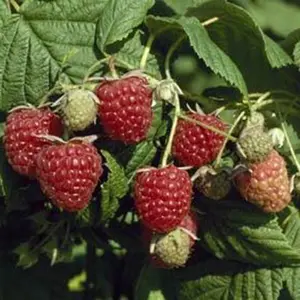 Raspberry Autumn Bliss Autumn Fruiting Bush Rubus Shrub Plant 5 x Bare Root