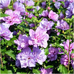 Hibiscus Syriacus Ardens / Rose of Sharon in 9cm Pot