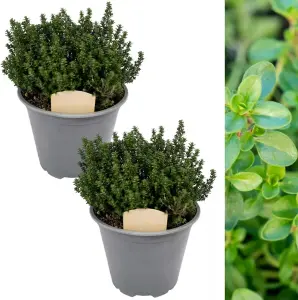 2 x Thyme Herb Plants in 14cm Pots - Varieties inc. Silver Queen & Lemon Thyme