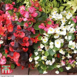 Begonia Sun Shade Mix 1 Seed Packet (2000 Seeds)