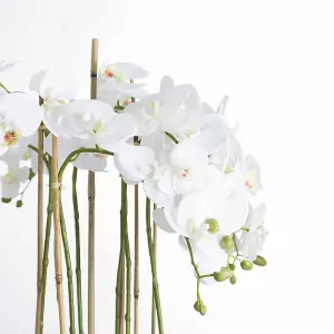 Large White Orchid In Glass Pot