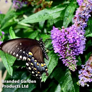 Buddleja Lochinch 9cm Potted Plant x 3