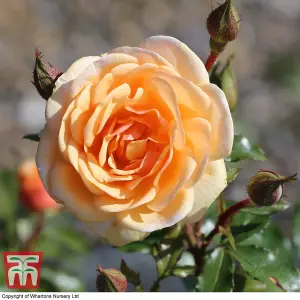 Rose Floribunda - Sweet Honey 2 Bare Root Plants