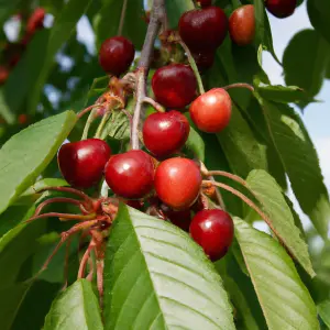 Lincolnshire Fruits Summer Sun Potted 12 Litre 1.5m Tree