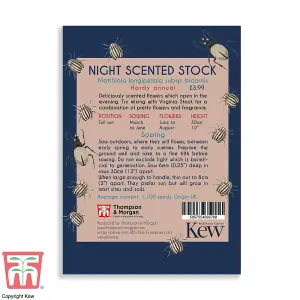 Night Scented Stock Promo New Kew Range 1 Seed Packet (1,100 Seeds)