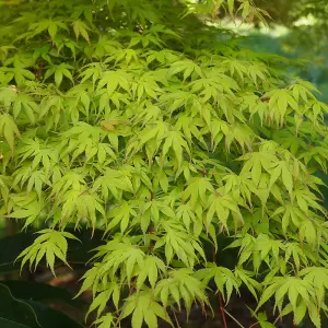 Acer Katsura - Beautiful Japanese Maple Tree for Breathtaking UK Gardens - Outdoor Plant (30-40cm Height Including Pot)