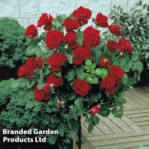 Red Rose (Rosa) Standard (60cm Stem ) 1 Bare Root Plant