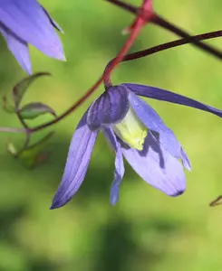 Dancing Clematis Collection - A Trio Of Alpine Climbers In 7cm Pots