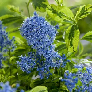 Ceanothus El Dorado - Colourful Foliage and Flowers, Evergreen, Hardy (20-30cm Height Including Pot)