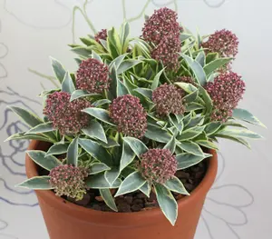 Skimmia 'Magic Marlot' in 9cm Pot - Autumn/Winter Plant - 20-30cm in Height