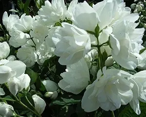 Virginal Mock Orange Shrub In 3 Litre Pot