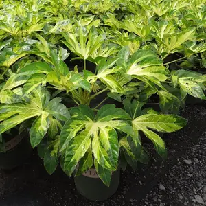 Fatsia Duo 9cm Potted Plant x 2